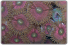 Metallic Pink Zoanthids
